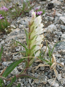 Chionophila jamesii